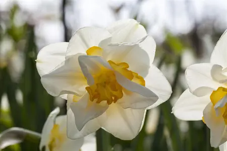 Narcissus 'White Lion' - flower bulb 14/16 - image 4