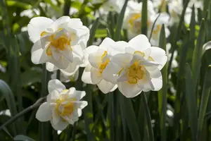 Narcissus 'White Lion' - flower bulb 14/16 - image 5