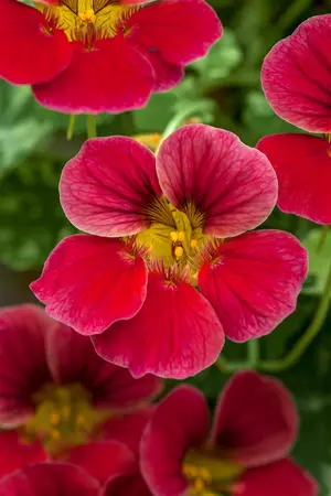 NASTURTIUM EMPRESS OF INDIA 6*9cm - image 2