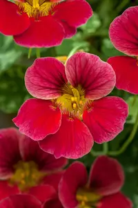 NASTURTIUM EMPRESS OF INDIA 6*9cm - image 2