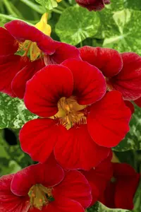 NASTURTIUM EMPRESS OF INDIA 6*9cm - image 3