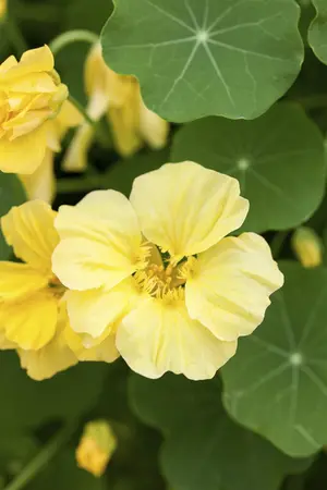 NASTURTIUM EMPRESS OF INDIA 6*9cm - image 4