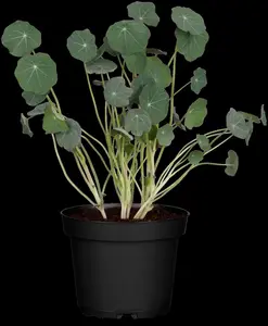 NASTURTIUM EMPRESS OF INDIA