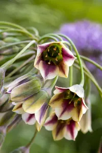 Nectaroscordum siculum bulgaricum