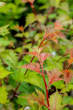 Neillia affinis - LINERS 18 CEL TRAY P9 SIZE - image 3