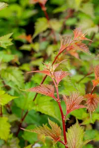 Neillia affinis - LINERS 18 CEL TRAY P9 SIZE - image 3