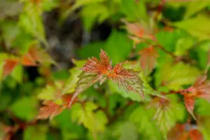 Neillia affinis