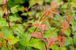 Neillia affinis - LINERS 18 CEL TRAY P9 SIZE - image 2