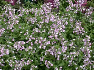 NEMESIA CONFETTI