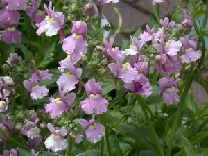 NEMESIA CONFETTI 2L - image 2