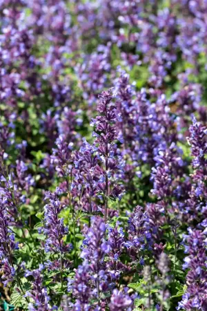 Nepeta 'Cat's Pajamas' - 2 Ltr pot - image 2