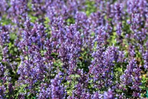Nepeta 'Cat's Pajamas'