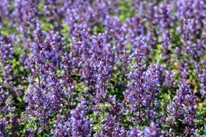 Nepeta 'Cat's Pajamas' - P11 - image 2