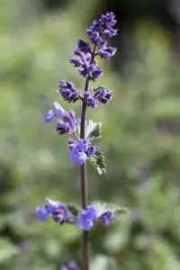 Nepeta faas. 'Walker's Low' - 5 Ltr pot - image 1