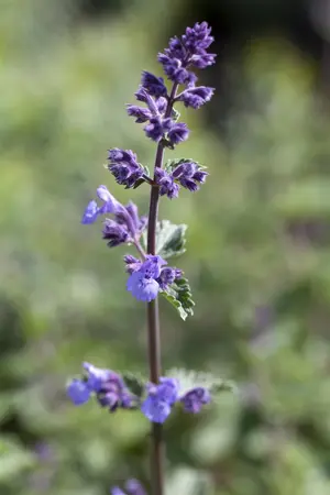 Nepeta faas. 'Walker's Low' - PLUG/CELGROWN 100 CEL TRAY - image 1