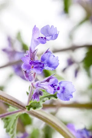 Nepeta faas. 'Walker's Low' - PLUG/CELGROWN 100 CEL TRAY - image 3