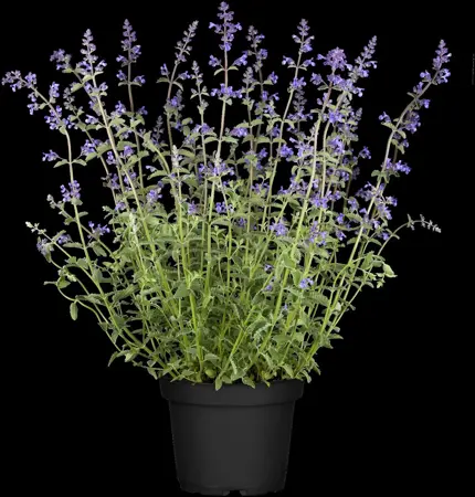 Nepeta faas. 'Walker's Low' - 2 Ltr pot - image 5