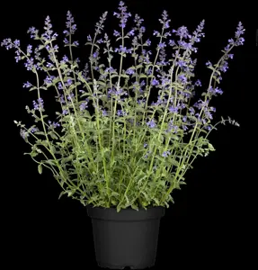 Nepeta faas. 'Walker's Low' - 5 Ltr pot - image 5