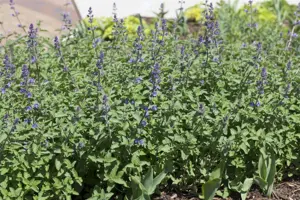 Nepeta faas. 'Walker's Low' - 2 Ltr pot - image 2