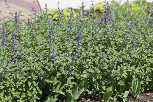 Nepeta faas. 'Walker's Low' - PLUG/CELGROWN 100 CEL TRAY - image 2