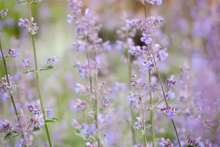 Nepeta faas. 'Walker's Low' - PLUG/CELGROWN 100 CEL TRAY - image 4