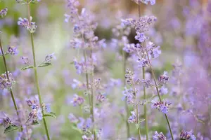 Nepeta faas. 'Walker's Low' - PLUG/CELGROWN 100 CEL TRAY - image 4