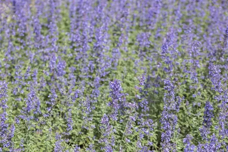 Nepeta faas. 'Walker's Low' - PLUG/CELGROWN 100 CEL TRAY - image 5
