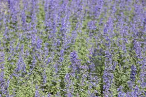 Nepeta faas. 'Walker's Low' - PLUG/CELGROWN 100 CEL TRAY - image 5