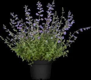 Nepeta faas. 'Walker's Low' - 5 Ltr pot - image 3