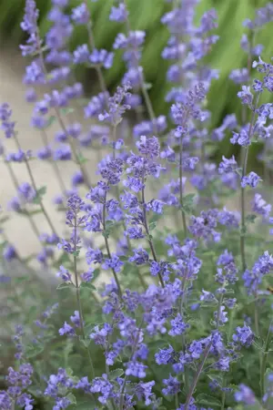 Nepeta faassenii 'Grol' - 2 Ltr pot - image 2