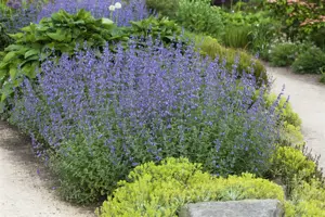 Nepeta faassenii 'Grol'