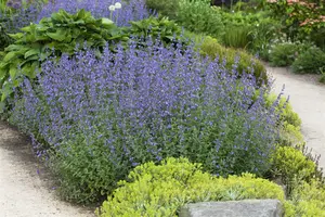 Nepeta faassenii 'Grol'