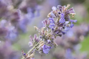 Nepeta faassenii 'Grol' - PLUG/CELGROWN 100 CEL TRAY - image 5