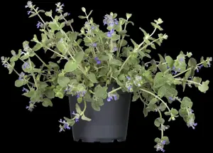 Nepeta faassenii 'Grol' - 2 Ltr pot - image 4