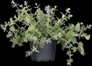 Nepeta faassenii 'Grol' - PLUG/CELGROWN 100 CEL TRAY - image 4