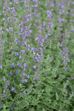 Nepeta faassenii 'Kit Cat'  - 2 Ltr pot
