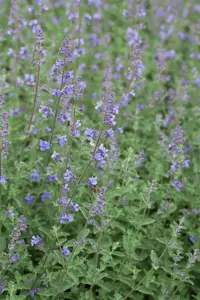 Nepeta faassenii 'Kit Cat' 