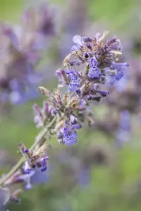 Nepeta faassenii 'Picture Perfect' - P9 - image 5