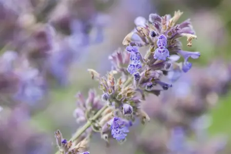 Nepeta faassenii 'Senior' - P9 - image 5