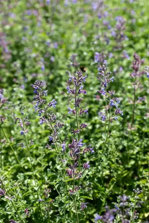 Nepeta faassenii 'Six Hills Giant' - 2 Ltr pot - image 5