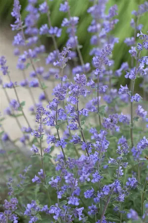 Nepeta faassenii 'Six Hills Giant' - PLUG/CELGROWN 104 CEL TRAY - image 1