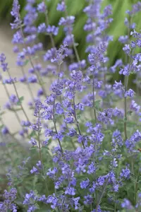 Nepeta faassenii 'Six Hills Giant'