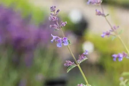 Nepeta faassenii 'Six Hills Giant' - 2 Ltr pot - image 2