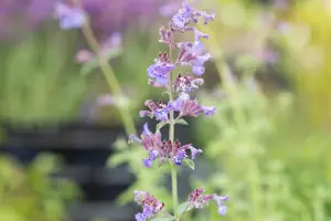 Nepeta faassenii 'Six Hills Giant' - 2 Ltr pot - image 3