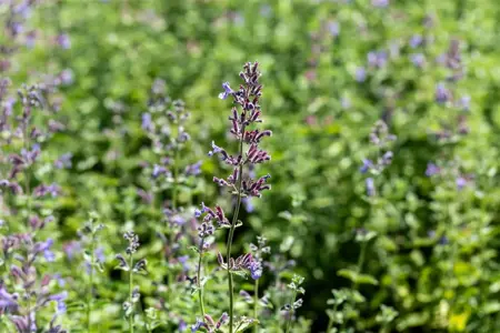 Nepeta faassenii 'Six Hills Giant' - 2 Ltr pot - image 4