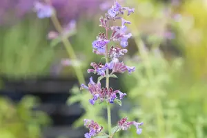 Nepeta faassenii 'Six Hills Gold' - P9 - image 3
