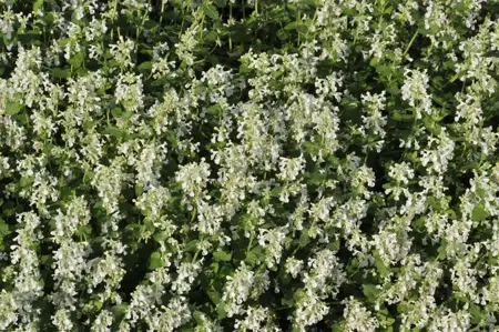 Nepeta faassenii 'Snowflake' - 1.5 Ltr pot