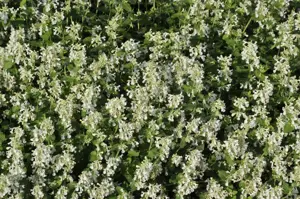 Nepeta faassenii 'Snowflake'