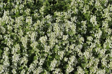 Nepeta faassenii 'Snowflake' - 2 Ltr pot