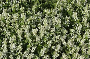 Nepeta faassenii 'Snowflake' - 2 Ltr pot